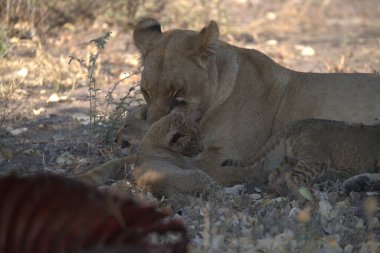 young lion in the savannah of africa
