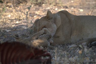 lion in the savannah, south africa