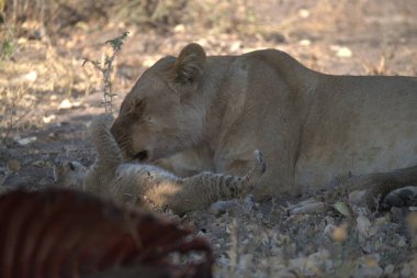 Çölde arka planı bulanık bir erkek aslanın yakın plan fotoğrafı.