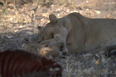 Hayvanat bahçesindeki aslan