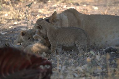 Hayvanat bahçesindeki aslan