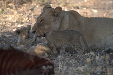 Hayvanat bahçesindeki aslan yavruları