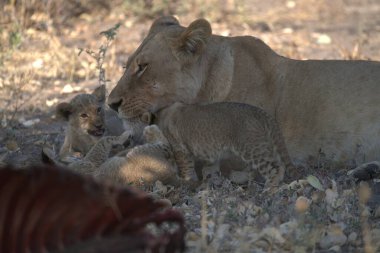 Aslan Kruger National park