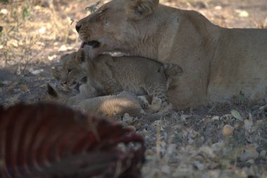 Aslanlar çimenlerde dinleniyor..