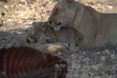 Güney Afrika 'daki Kruger Ulusal Parkı' nda aslanlar.