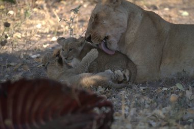a lion with a mother
