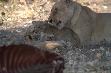 lion cubs playing in kruger, park south africa