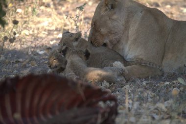 Ormandaki şirin bir aslanın yakın plan fotoğrafı.