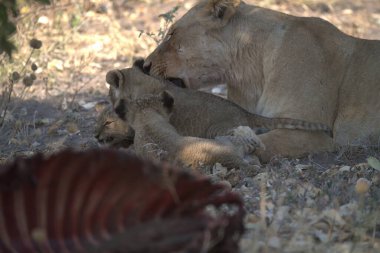 dişi aslan vahşi doğada