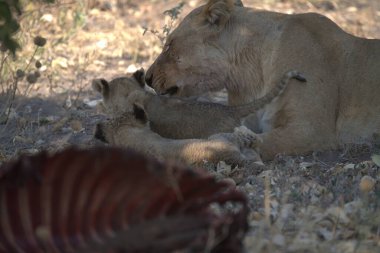 a female lions and male lion