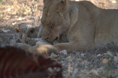 Kenya savanındaki aslan
