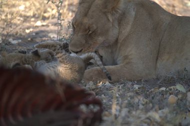 a closeup shot of a lion cub lying on ground with its mother in the background