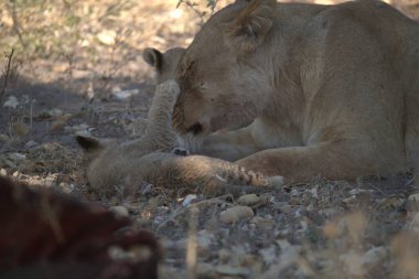 a closeup shot of the lion cub with a mother