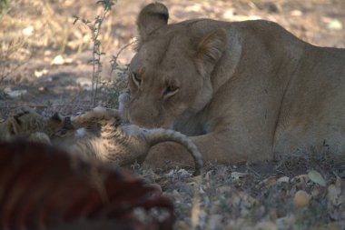 a male lion with a big red cat