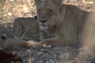 Güney Afrika 'daki Kruger Ulusal Parkı' nda aslan var.