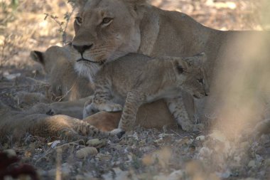 lions ( panthera leo ), panthera leo, south africa
