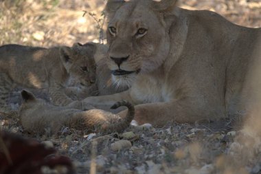 Kenya savanındaki aslanlar