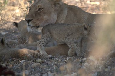 Namibya 'da aslan yavrusu