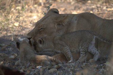 Aslan yavruları Kruger Park 'ta oynuyorlar.