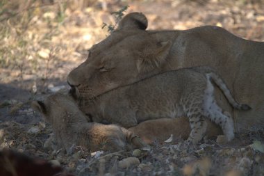a lion cub with her mother in the kruger national park, south africa.