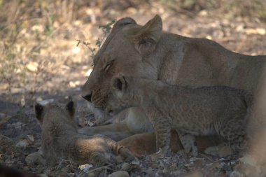 a closeup shot of two cute cubs lions