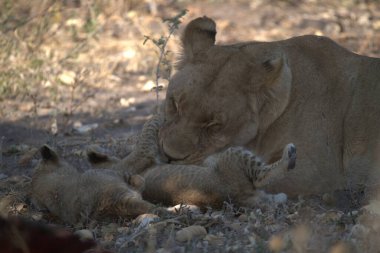 Yavruları olan genç bir aslan