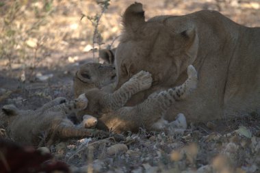 lion cub in africa in the savannah