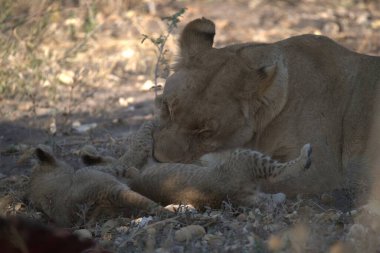 Genç aslan yavrusu savanada oynuyor.