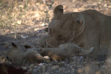 Genç aslan yavruları oynuyor