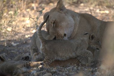 lion cub mother and her lion