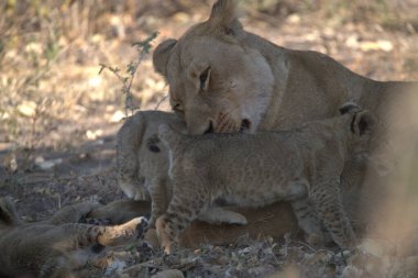 Kenya savanasında aslan ailesi