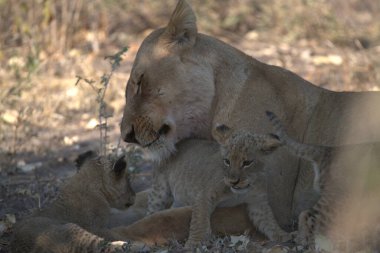 Kenya savanındaki aslanlar