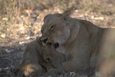 Aslan yavrusu çimlerde