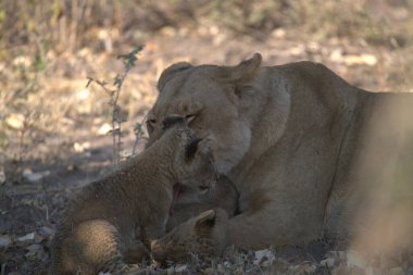 Hayvanat bahçesindeki aslan