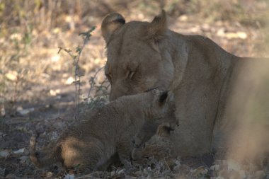Genç Aslan Kruger Ulusal Parkı, Güney Afrika