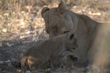 Anne aslan yavrusu bebekle oynuyor.