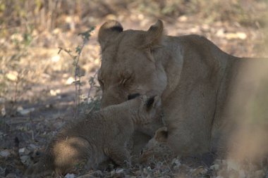 mother and lion cub playing