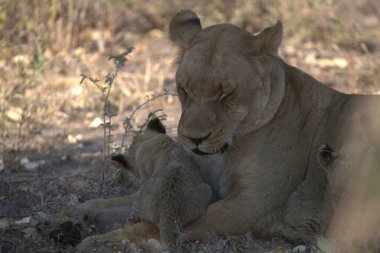 Anne ile aslan yavrusu