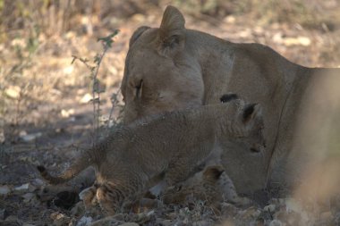 Afrika 'nın bozkırındaki aslan
