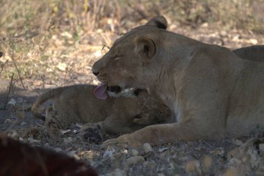 Afrika 'nın bozkırındaki aslan