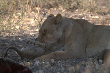 Güney Afrika Kruger Ulusal Parkı 'ndaki aslan yavrusu Panthera Leo' nun Specie Ailesi