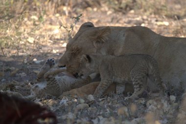young lions ( panthera leo ), mother, cub, panthera leo, kenya