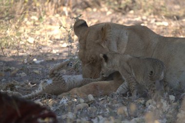 Zimbabwe savanındaki aslan.