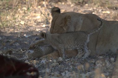 Savannah genç aslan