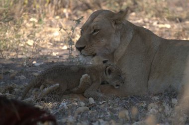 Aslan yavrusu yerde yatıyor.