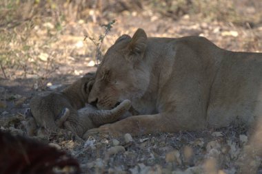 Güney Afrika 'daki Kruger Ulusal Parkı' nda aslan yavrusu.