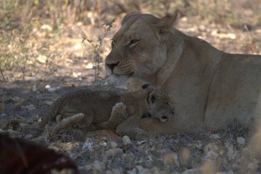 Savannah genç aslan