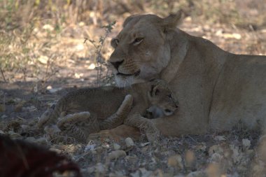 Hayvanat bahçesindeki aslan