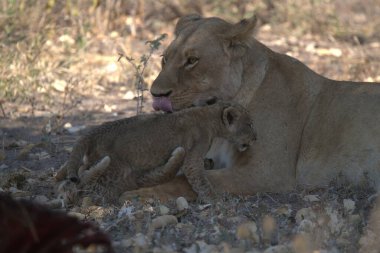 lion cub with lion cub in the kruger park, south africa.