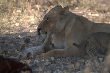 Afrika 'daki Kruger parkında bebeğiyle annesini besleyen aslan yavrusu.